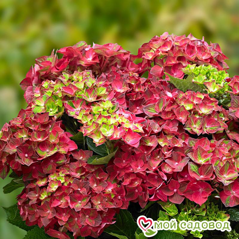 ГОРТЕНЗИЯ КРУПНОЛИСТНАЯ Роял Ред