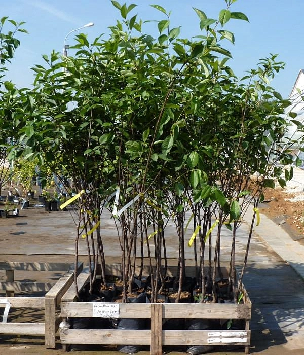 Вишня Шпанка