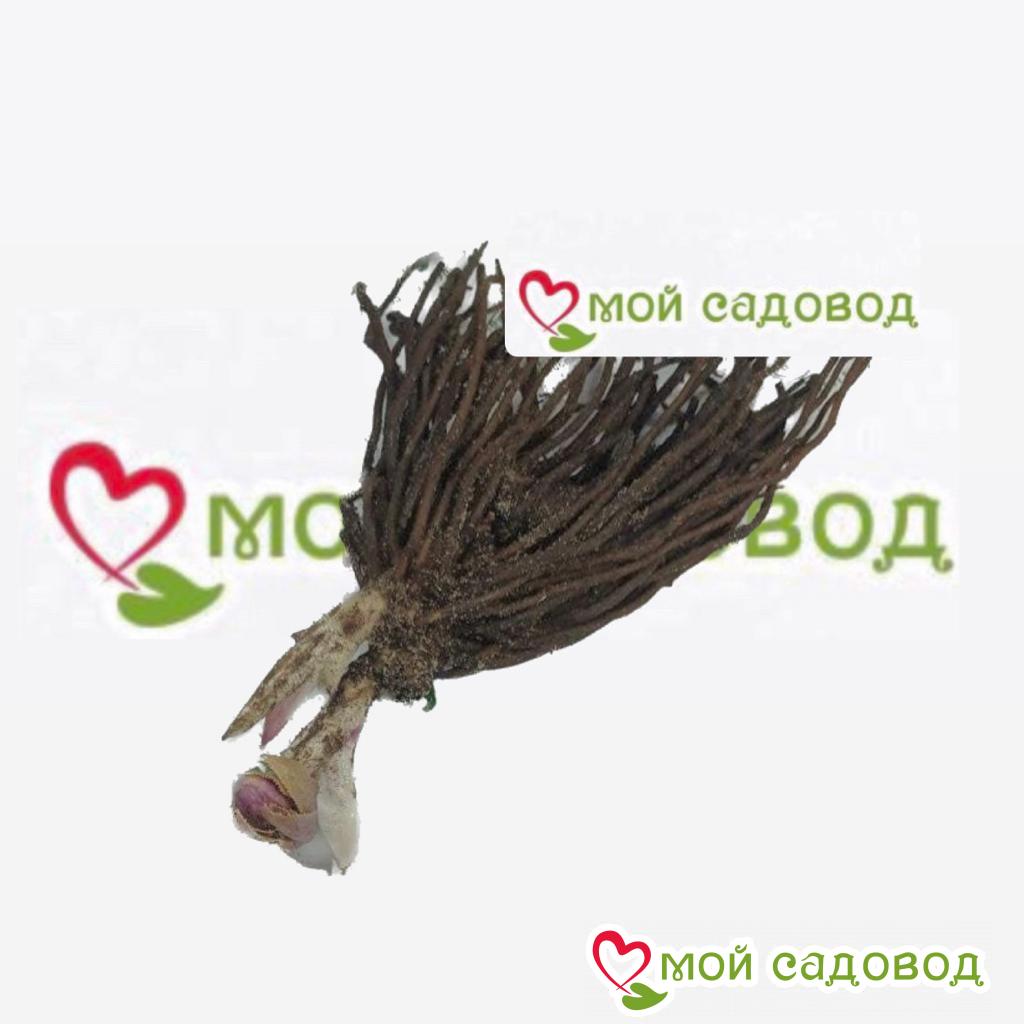 Морозник Довер